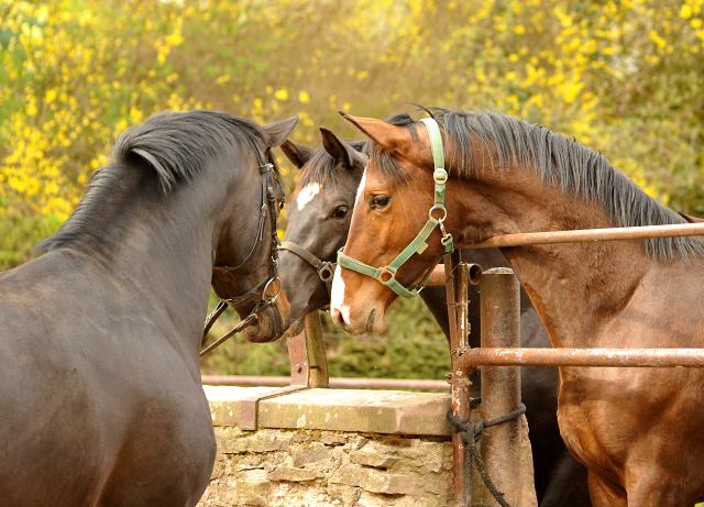13. April 2016 - Saint Cyr und seine zweijährigen Söhne - copyright by Beate Langels Gestüt Hämelschenburg