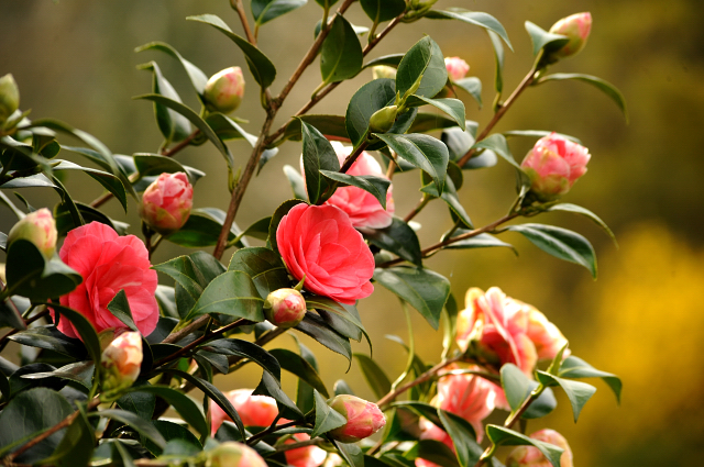 13. April 2016 - Unsere Kamelie blüht - copyright by Beate Langels Gestüt Hämelschenburg