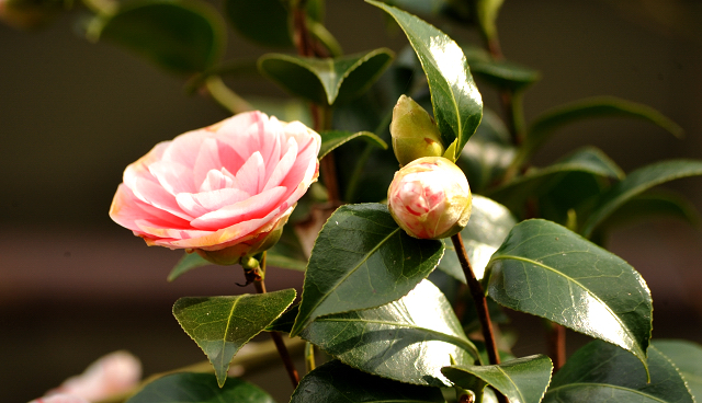 13. April 2016 - Unsere Kamelie blüht - copyright by Beate Langels Gestüt Hämelschenburg