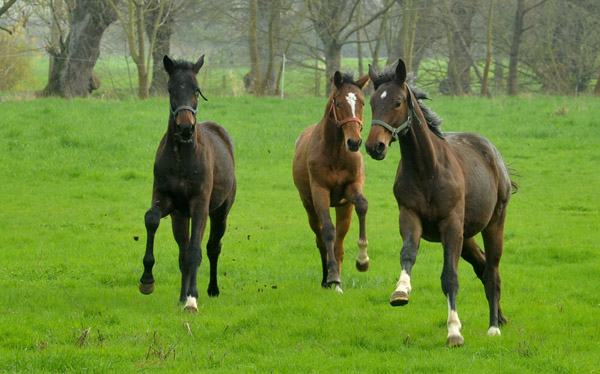 Weideaustrieb unserer Jhrlingshengste am 13. April 2012 - Foto: Beate Langels - Trakehner Gestt Hmelschenburg