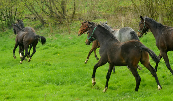 Weideaustrieb unserer Jhrlingshengste am 13. April 2012 - Foto: Beate Langels - Trakehner Gestt Hmelschenburg