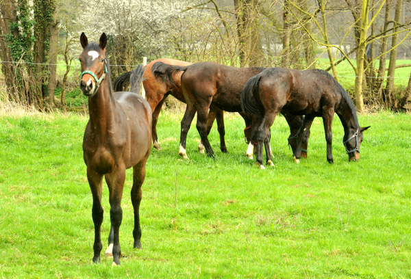 Weideaustrieb unserer Jhrlingshengste am 13. April 2012 - Foto: Beate Langels - Trakehner Gestt Hmelschenburg