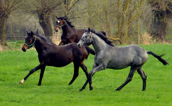 Weideaustrieb unserer Jhrlingshengste am 13. April 2012 - Foto: Beate Langels - Trakehner Gestt Hmelschenburg