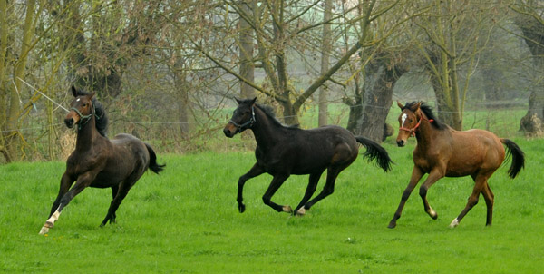 Weideaustrieb unserer Jhrlingshengste am 13. April 2012 - Foto: Beate Langels - Trakehner Gestt Hmelschenburg