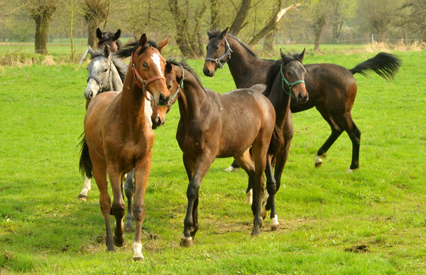 Weideaustrieb unserer Jhrlingshengste am 13. April 2012 - Foto: Beate Langels - Trakehner Gestt Hmelschenburg