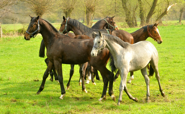 Weideaustrieb unserer Jhrlingshengste am 13. April 2012 - Foto: Beate Langels - Trakehner Gestt Hmelschenburg