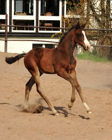 Hengstfohlen von Saint Cyr u.d. Elitestute Greta Garbo - Gestt Hmelschenburg Beate Langels - Foto: Beate Langels