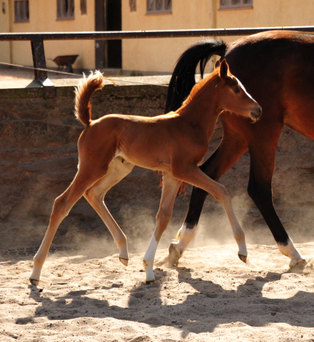 Stutfohlen von High Motion u.d. Pr.St. Karida v. Oliver Twist - Foto: Pia Elger - Trakehner Gestt Hmelschenburg