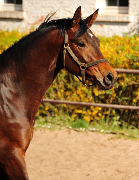 Trakehner Hengst Karakallis von High Motion x Hofrat - Gestt Hmelschenburg Beate Langels - Foto: Beate Langels