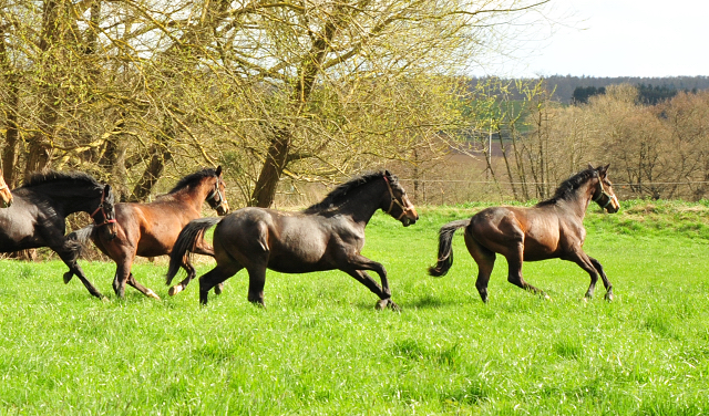 Weideaustrieb der zweijhrigen Hengste - 13. April 2021 - Foto: Beate Langels - 
Trakehner Gestt Hmelschenburg