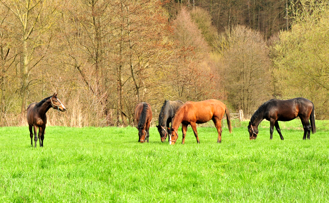 Weideaustrieb der zweijhrigen Hengste - 13. April 2021 - Foto: Beate Langels - 
Trakehner Gestt Hmelschenburg