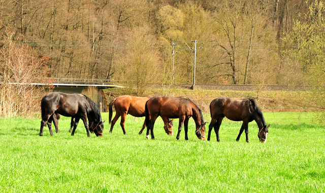 Weideaustrieb der zweijhrigen Hengste - 13. April 2021 - Foto: Beate Langels - 
Trakehner Gestt Hmelschenburg