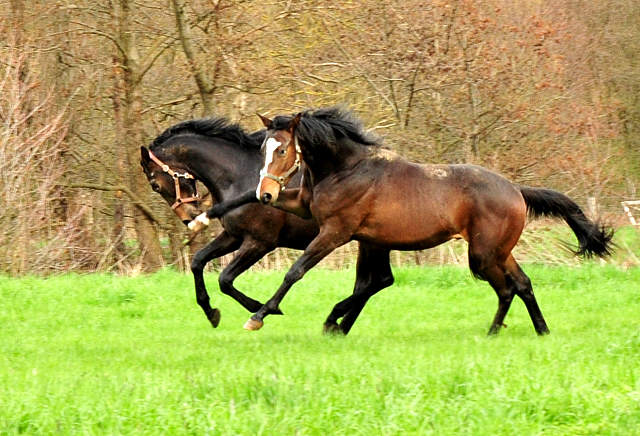 Weideaustrieb der zweijhrigen Hengste - 13. April 2021 - Foto: Beate Langels - 
Trakehner Gestt Hmelschenburg