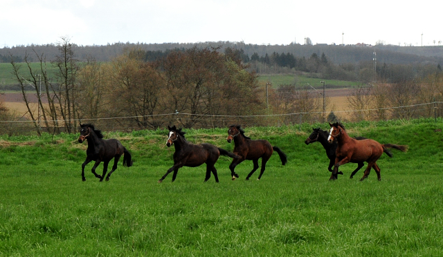 Weideaustrieb der zweijhrigen Hengste - 13. April 2021 - Foto: Beate Langels - 
Trakehner Gestt Hmelschenburg