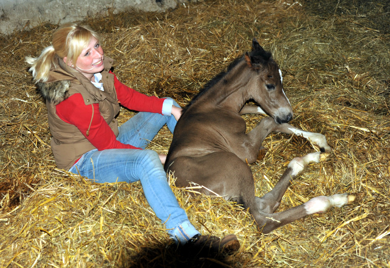 Stutfohlen von Saint Cyr als Jhrling in Hmelschenburg - Foto Beate Langels