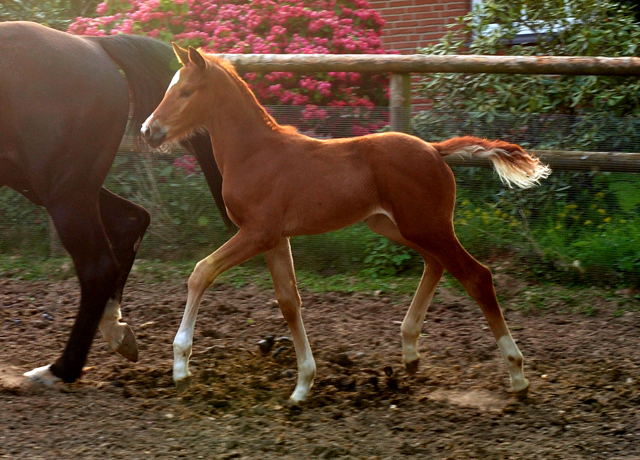 Trakehner Hengstfohlen von Freudenfest u.d. Tulpe v. Scharahnanduc - Knigspark xx, Foto: Beate Langels - 
Trakehner Gestt Hmelschenburg
