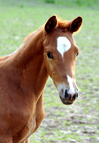 Trakehner Hengstfohlen von Freudenfest u.d. Tulpe v. Scharahnanduc - Knigspark xx, Foto: Beate Langels - 
Trakehner Gestt Hmelschenburg