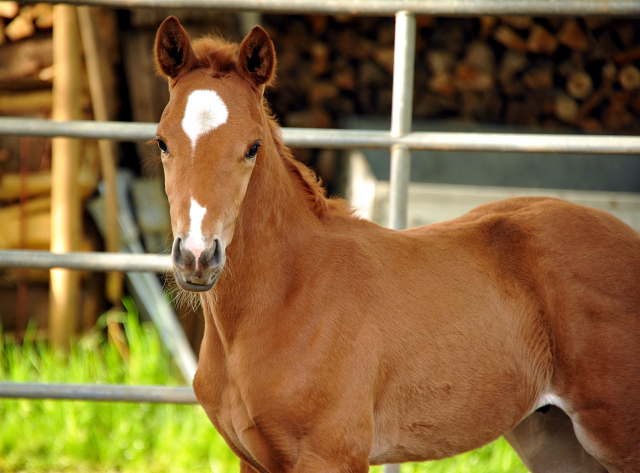 Trakehner Hengstfohlen von Freudenfest u.d. Tulpe v. Scharahnanduc - Knigspark xx, Foto: Beate Langels - 
Trakehner Gestt Hmelschenburg