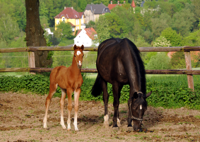 Trakehner Hengstfohlen von Freudenfest u.d. Tulpe v. Scharahnanduc - Knigspark xx, Foto: Beate Langels - 
Trakehner Gestt Hmelschenburg