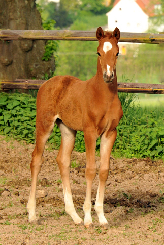 Trakehner Hengstfohlen von Freudenfest u.d. Tulpe v. Scharahnanduc - Knigspark xx, Foto: Beate Langels - 
Trakehner Gestt Hmelschenburg