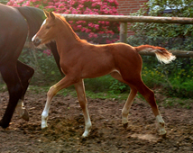 Hengstfohlen von Freudenfest x Scharahnanduc - Knigspark xx  Foto: Beate Langels