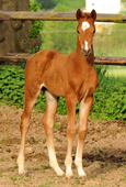 Hengstfohlen von Freudenfest x Scharahnanduc