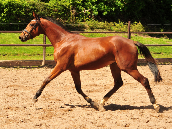 Kaarina - Trakehner Mare by High Motion out of Karalina by Exclusiv - im Gestt Schplitz - Foto Beate Langels