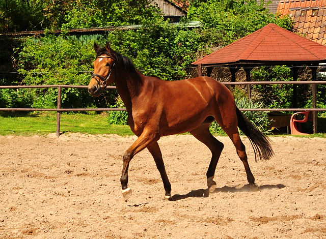 Stute von Honor du Soir u.d. Karena im Gestt Schplitz im August 2018 - Foto: Beate Langels