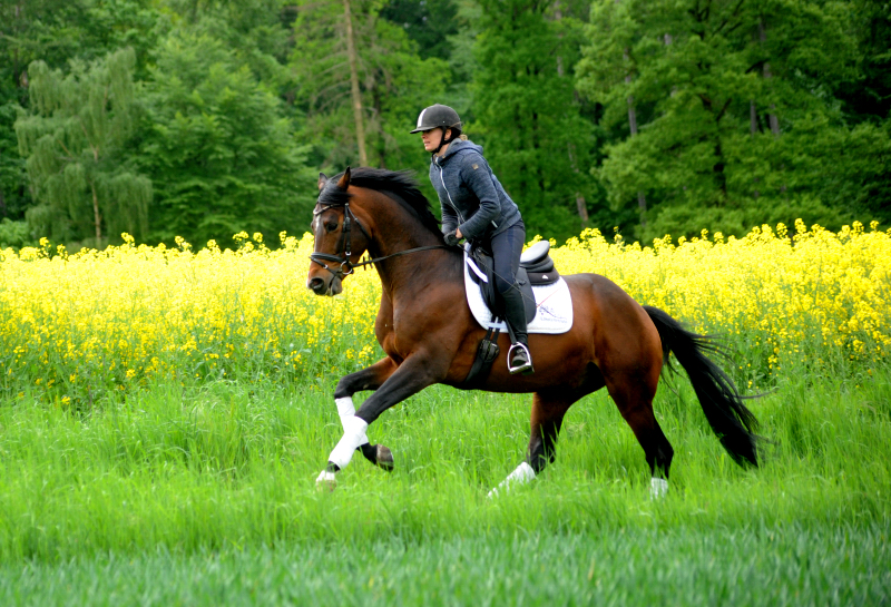 High Quality von Saint Cyr x Summertime und Pia - Trakehner Gestt Hmelschenburg - 
Foto: Beate Langels