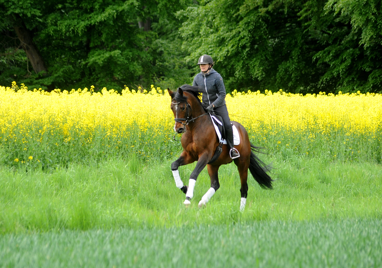 High Quality von Saint Cyr x Summertime und Pia - Trakehner Gestt Hmelschenburg - 
Foto: Beate Langels