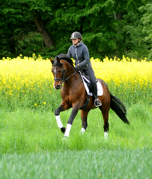 High Quality von Saint Cyr x Summertime und Pia - Trakehner Gestt Hmelschenburg - 
Foto: Beate Langels