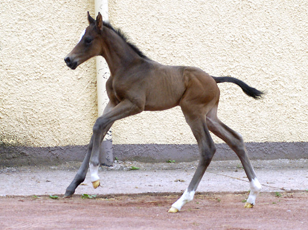 Jutta Langels with Thirica and her young colt by Ibisco xx