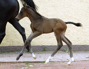 Trakehner Colt by Ibisco xx - Encrico Caruso  - Trakehner Gestt Hmelschenburg Beate Langels