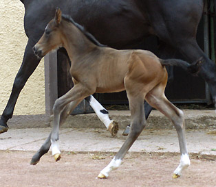 Trakehner Colt by Ibisco xx - Encrico Caruso  - Trakehner Gestt Hmelschenburg Beate Langels