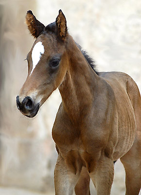 Trakehner Hengstfohlen von Ibisco xx - Encrico Caruso  - Trakehner Gestt Hmelschenburg Beate Langels