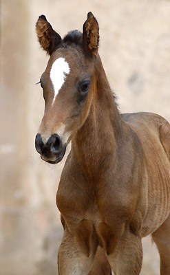 Trakehner Hengstfohlen von Ibisco xx - Encrico Caruso  - Trakehner Gestt Hmelschenburg Beate Langels