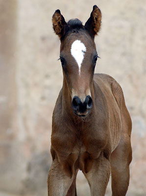 Trakehner Hengstfohlen von Ibisco xx - Encrico Caruso  - Trakehner Gestt Hmelschenburg Beate Langels