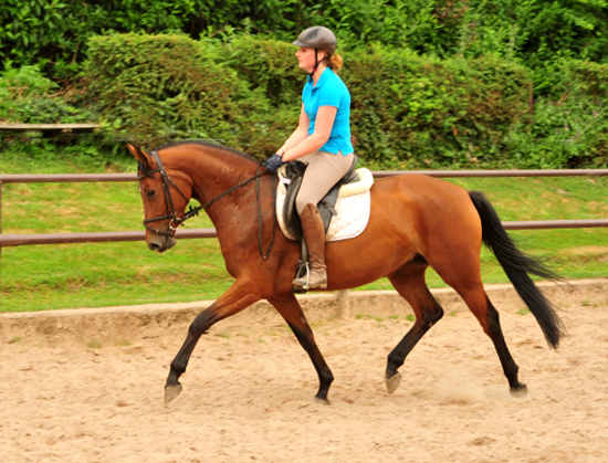 Barinja Oldenburger Stute von Oliver Twist u.d. Beloved v. Kostolany - Foto: Beate Langels - Trakehner Gestt Hmelschenburg