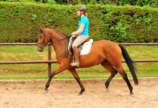 Barinja Oldenburger Stute von Oliver Twist u.d. Beloved v. Kostolany - Foto: Beate Langels - Trakehner Gestt Hmelschenburg