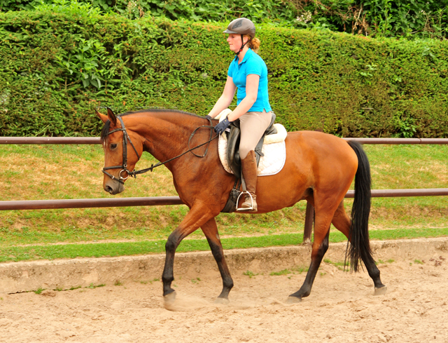 Barinja Oldenburger Stute von Oliver Twist u.d. Beloved v. Kostolany - Foto: Beate Langels - Trakehner Gestt Hmelschenburg