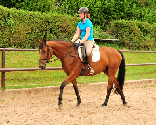 Barinja Oldenburger Stute von Oliver Twist u.d. Beloved v. Kostolany - Foto: Beate Langels - Trakehner Gestt Hmelschenburg