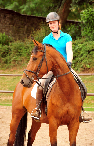 Barinja Oldenburger Stute von Oliver Twist u.d. Beloved v. Kostolany - Foto: Beate Langels - Trakehner Gestt Hmelschenburg