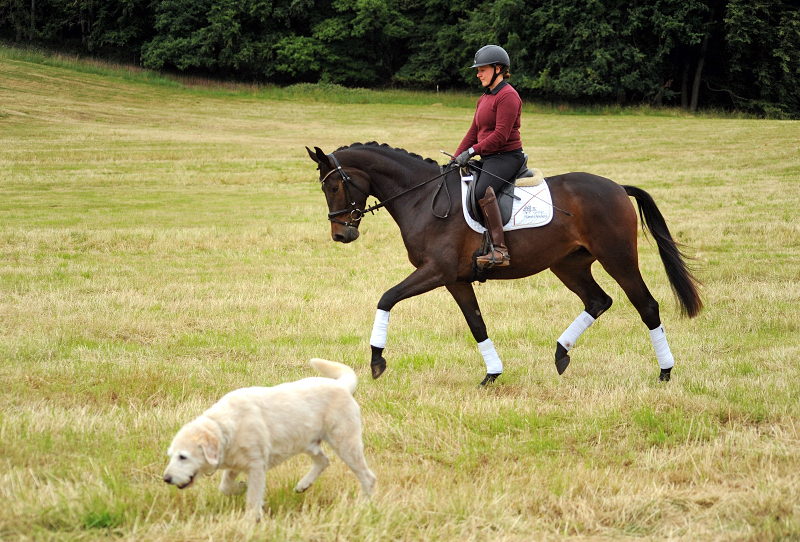 Pr.St. Valentiana v. His Moment u.d. Valentine v High Motion - Beate Langels - Trakehner Gestt Hmelschenburg