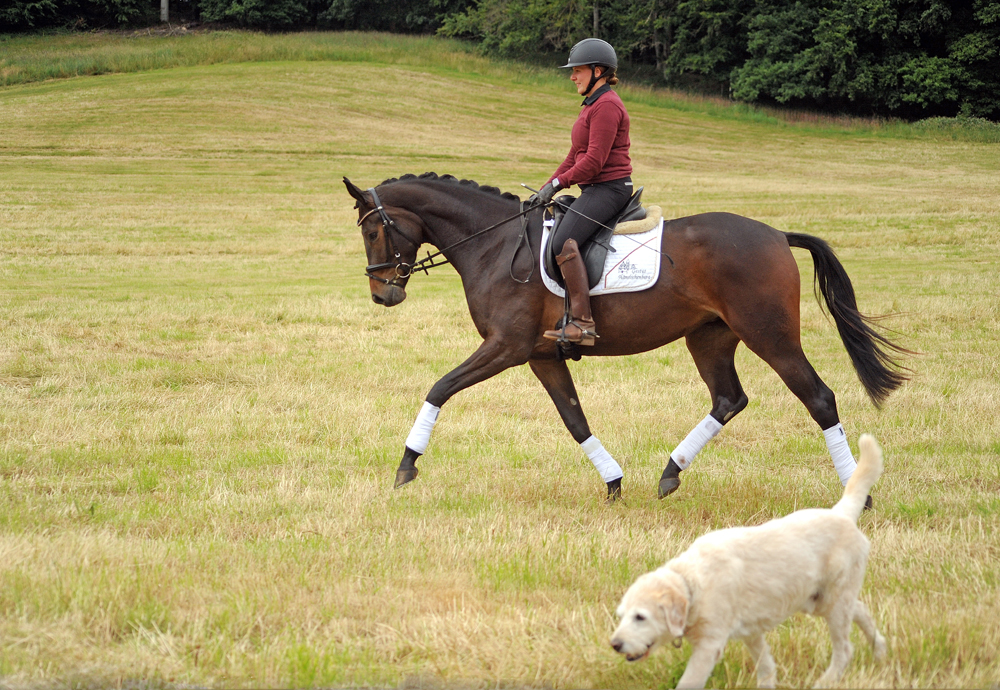 Pr.St. Valentiana v. His Moment u.d. Valentine v High Motion - Beate Langels - Trakehner Gestt Hmelschenburg