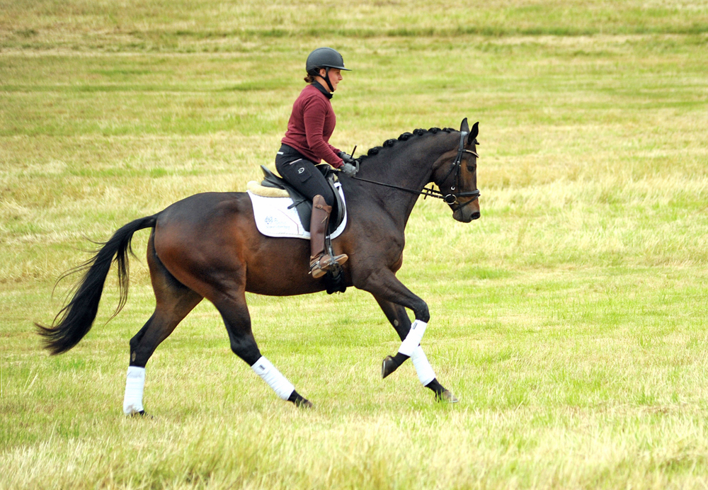 Pr.St. Valentiana v. His Moment u.d. Valentine v High Motion - Beate Langels - Trakehner Gestt Hmelschenburg