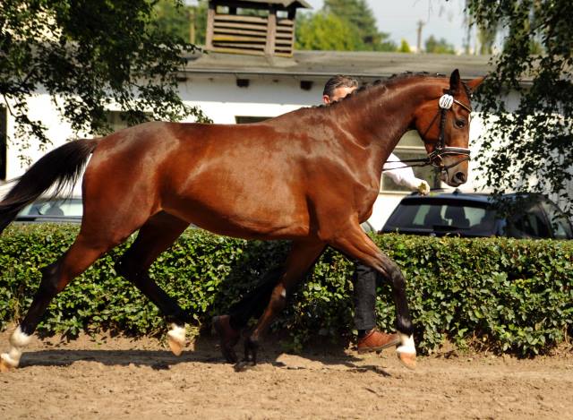  Trakehner Stute Time for Twist von Oliver Twist u.d. Teatime v. Summertime  - Foto: Beate Langels