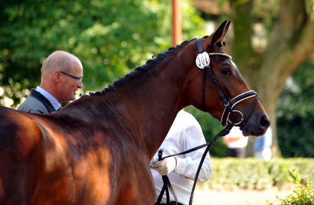  Trakehner Stute Time for Twist von Oliver Twist u.d. Teatime v. Summertime  - Foto: Beate Langels