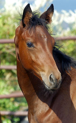 Trakehner Stutfohlen von Symont - Le Duc, Foto: Beate Langels