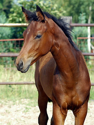 Trakehner Stutfohlen von Symont - Le Duc, Foto: Beate Langels