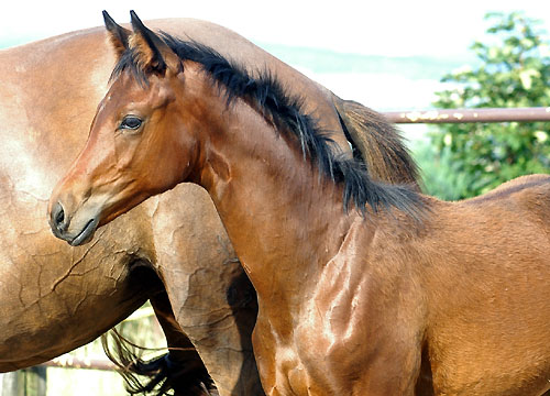 Trakehner Stutfohlen von Symont - Le Duc, Foto: Beate Langels